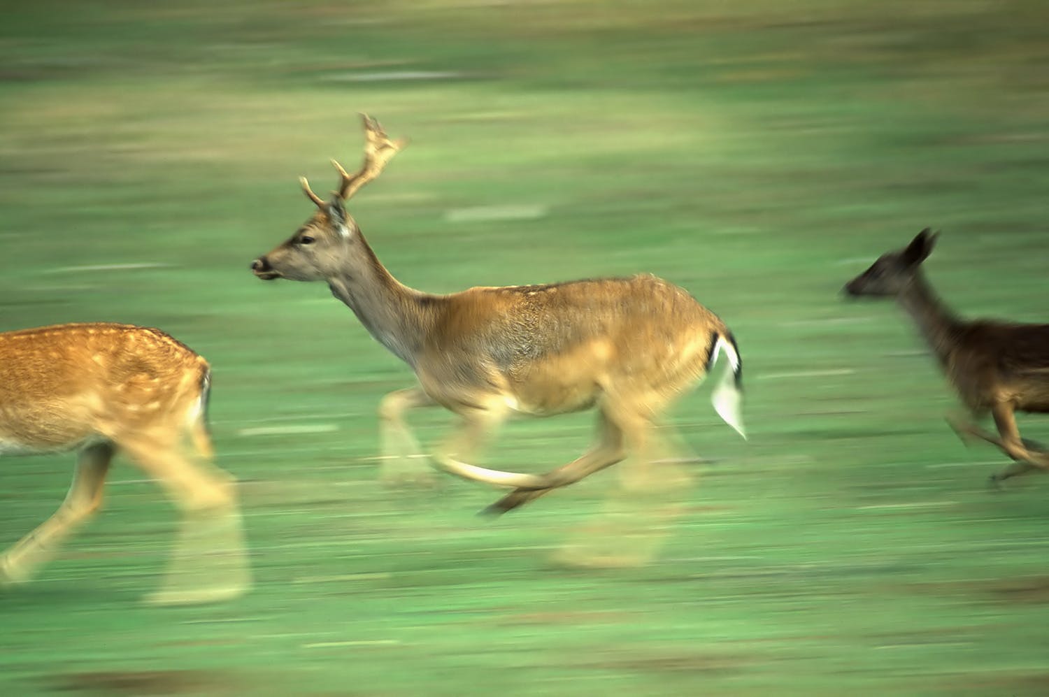 hjort i loeb 4315576 Hjort i bevægelse